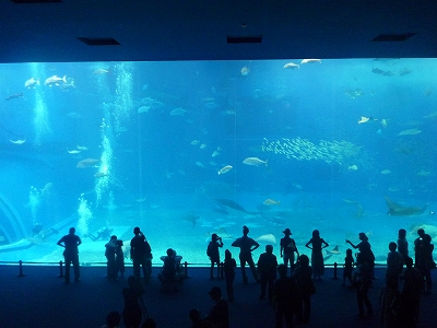 今回一番迫力あった光景・美ゅら海水族館