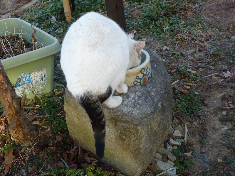 水飲み場で　悪戦苦闘のノラ。