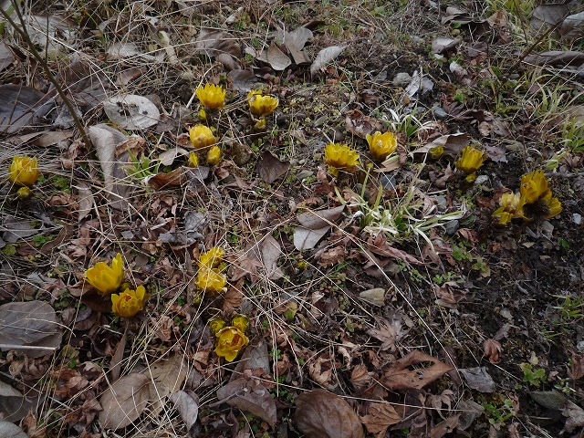 福寿草　開花。