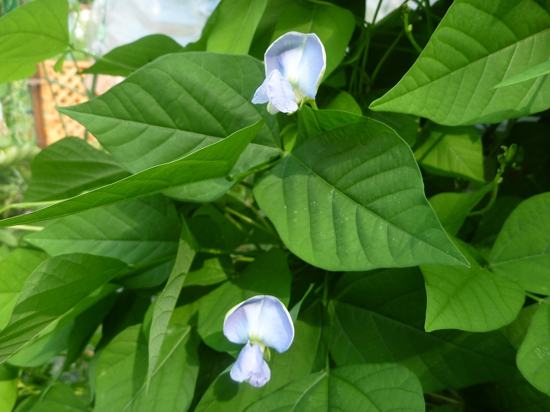 シカクマメの　花。