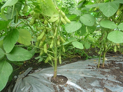 枝豆は盛りを過ぎつつ・・・