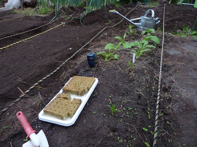 冬野菜の　植え付け。