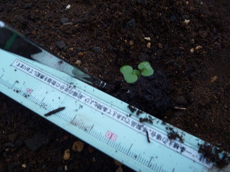 10/2　のらぼう菜の定植は　こんな感じ。