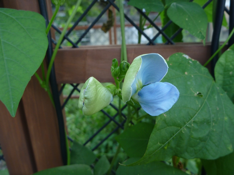 うりずんの　花。