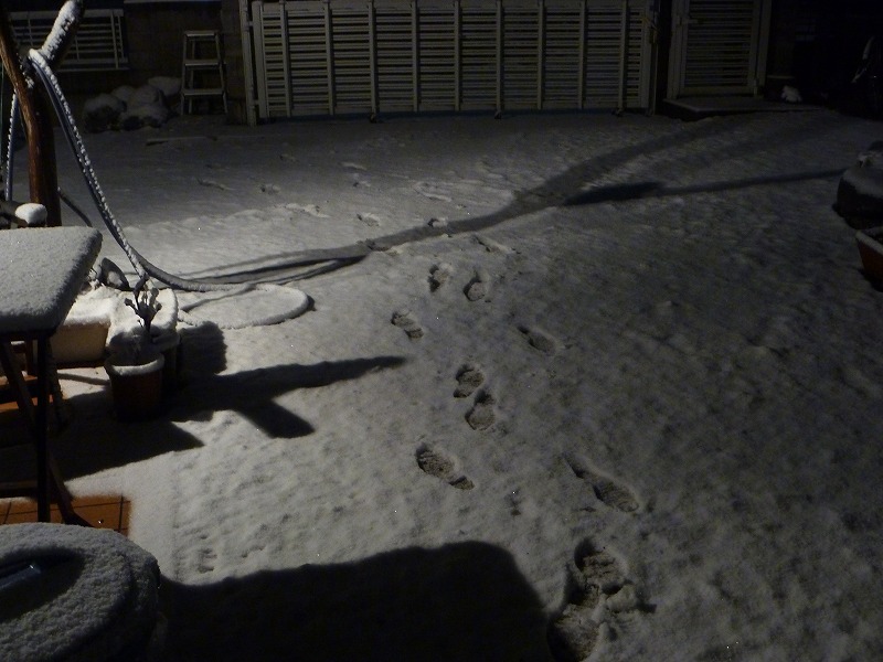 ただいま　降雪中。