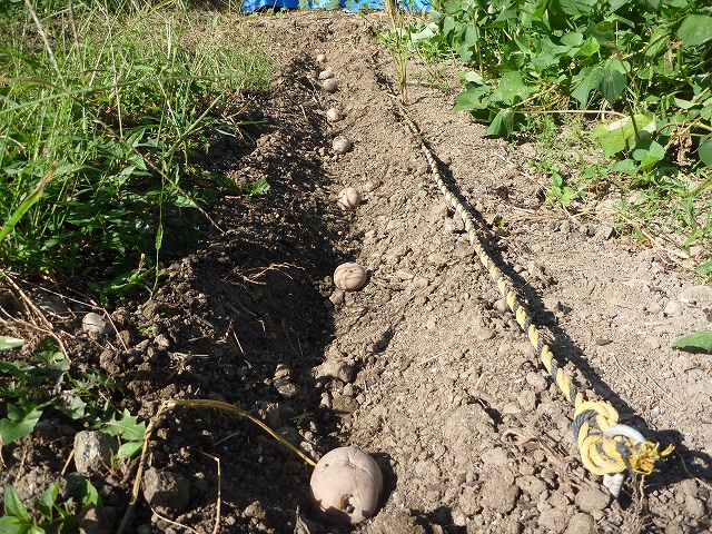 とうとう　秋ジャガイモ　植え付け。