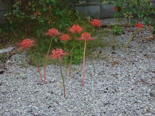 まだ彼岸花が咲いている。