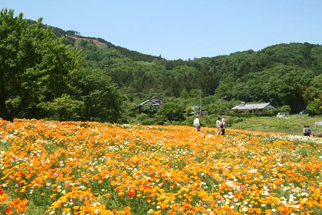 花菱草