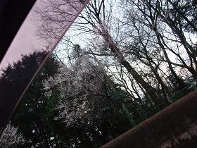 2009.03.07さくら1.jpg