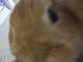 2009.03.17とってぇ.jpg