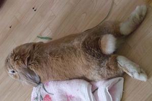 2009.01.12太っちゃえ.jpg