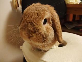 おやすみしすぎでぷ.jpg