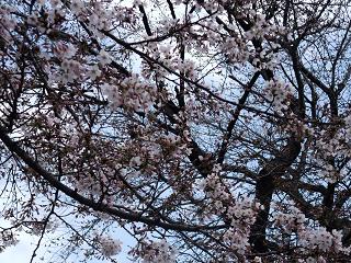 2009.03.24さくら.jpg