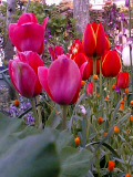 tulip07-04-11.jpg