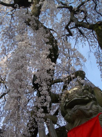 氷室神社　枝垂桜
