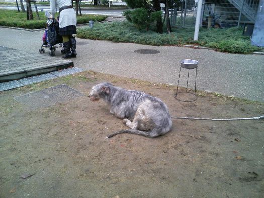 雨が止んでワンちゃんも一安心
