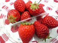 090421berry1.jpg