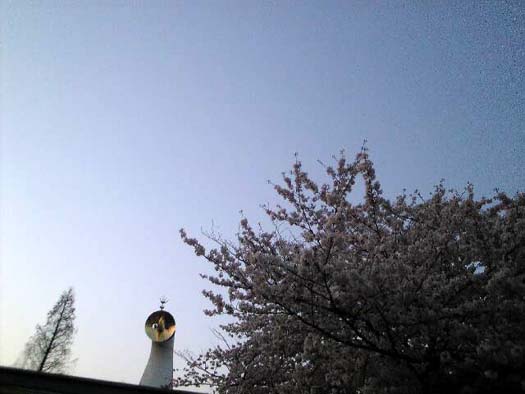 太陽の塔と桜