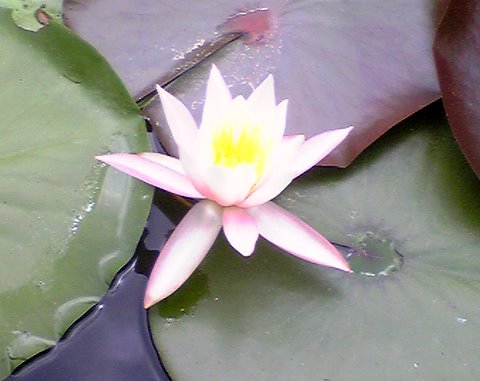 蓮の花