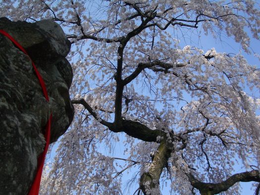 氷室神社　枝垂桜