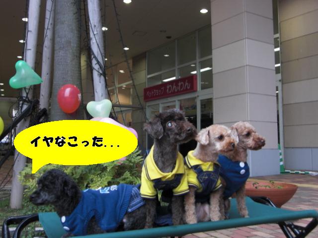 ビバルディ 135.jpg