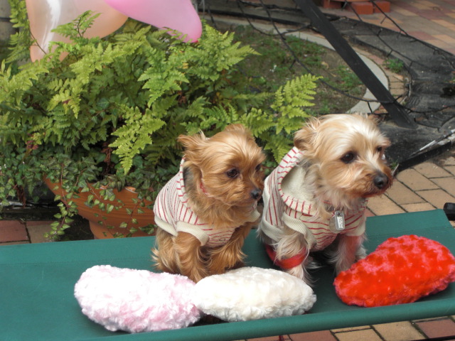 ビバルディ 147.jpg