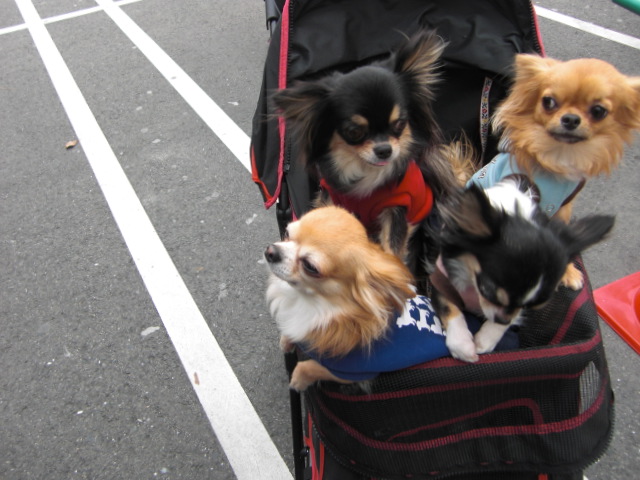 ビバルディ 143.jpg