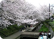 09桜.jpg