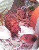ﾃﾅｶﾞｴﾋﾞ-3.jpg