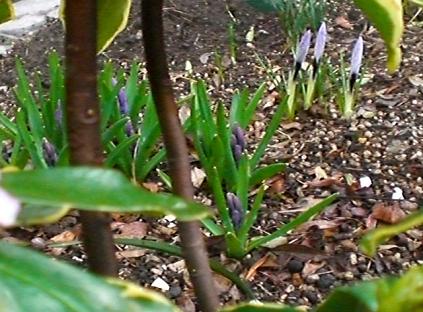 ヒヤシンスとクロッカス