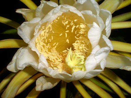 ドラゴンフルーツ