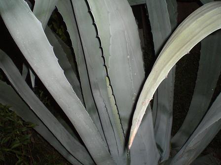 リュウゼツラン