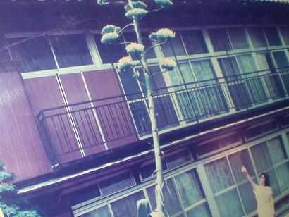 リュウゼツラン