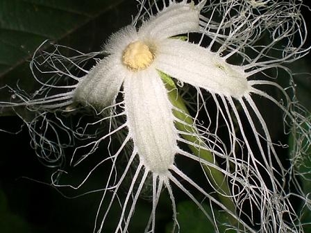烏瓜の花