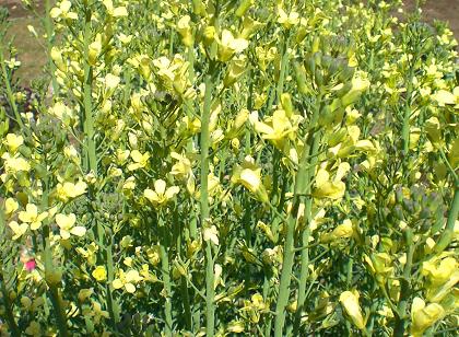 茎ブロッコリーの花