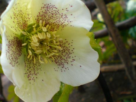 クリスマスローズ