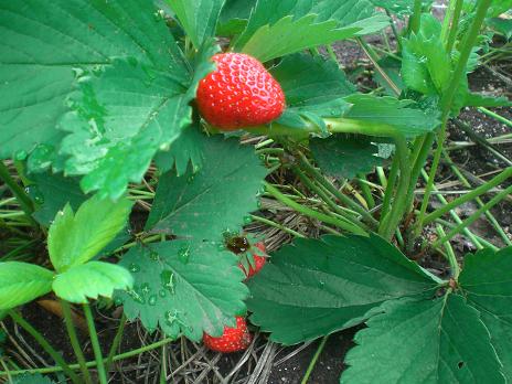 イチゴ