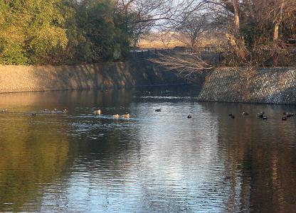 お堀の鴨