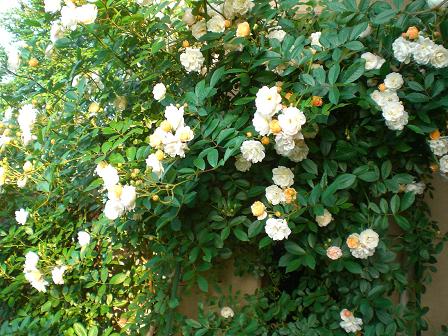 テラコッタ色の薔薇