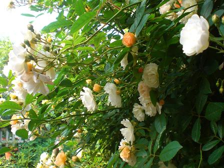 テラコッタ色の薔薇