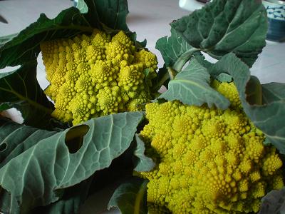 ブロッコフラワー