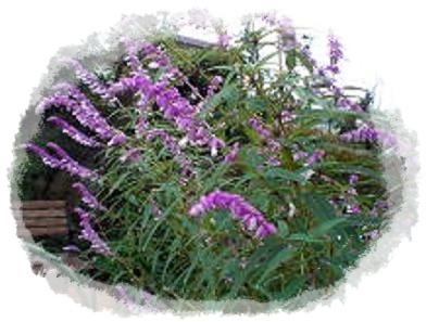 アメジストセージ