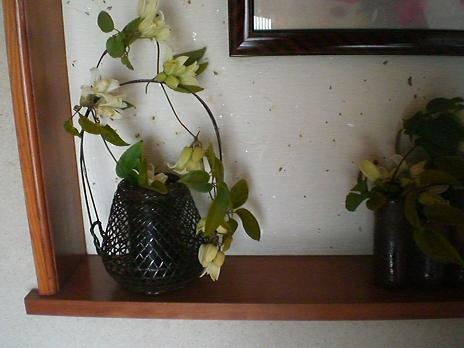 冬咲きクレマチス