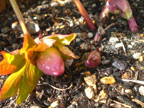 クリスマスローズ