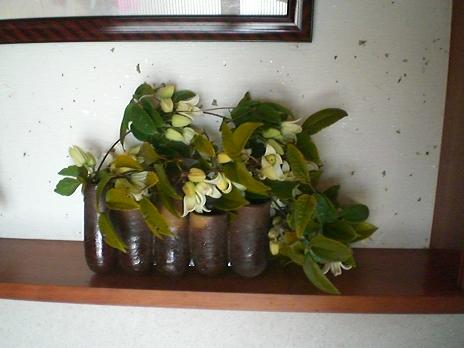 冬咲きクレマチス