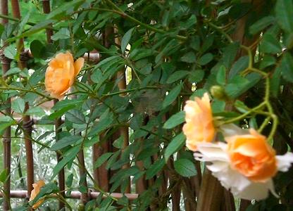 テラコッタ色の薔薇２