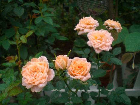 ゴールドマリー