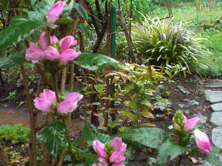 スピードリオン