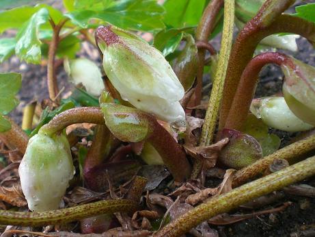 クリスマスローズ