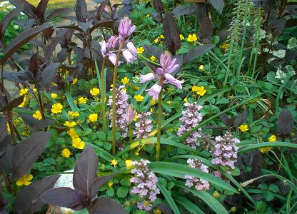 ツリガネスイセン２